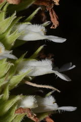 Salvia rzedowskii