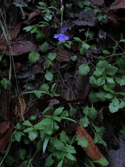 Lobelia sublibera