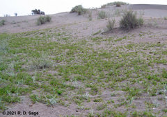 Glycyrrhiza astragalina