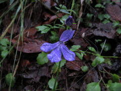 Lobelia sublibera