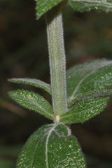 Salvia rzedowskii