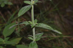Salvia rzedowskii