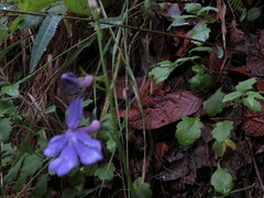 Lobelia sublibera