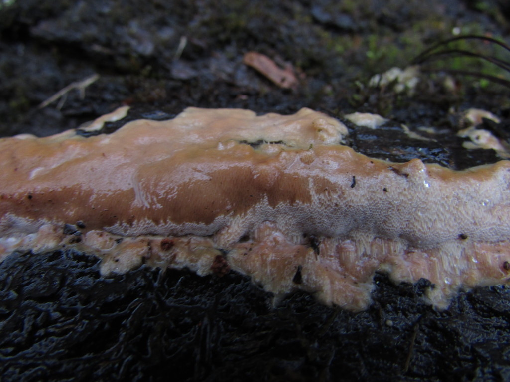 Meripilus Spore Meripilus crocatus from Burlington County, NJ, USA on December 31, 2021 ...