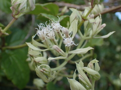 Mikania fragilis