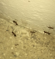Camponotus conspicuus