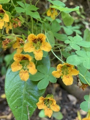 Tropaeolum ciliatum