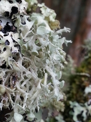 Ramalina dilacerata