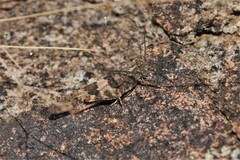 Trimerotropis pallidipennis