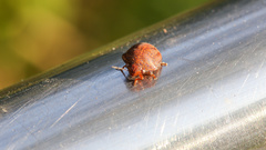 Hyperoncus cyaneosparsus