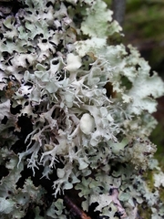 Ramalina dilacerata