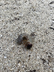 Pericoptus