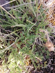 Erigeron cardaminifolius