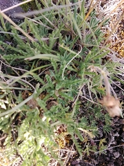 Erigeron cardaminifolius