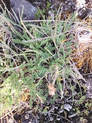 Erigeron cardaminifolius