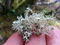 Ramalina dilacerata