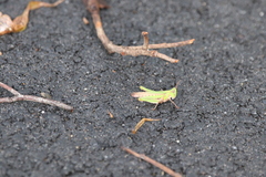 Froggattina australis