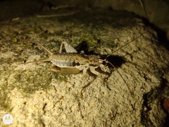Miogryllus
