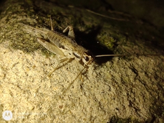 Miogryllus