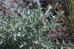 Cirsium undulatum