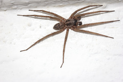 Xeropigo