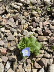 Veronica persica