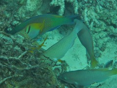 Scarus hypselopterus