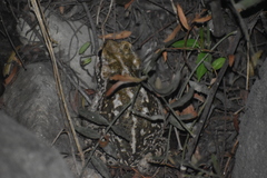 Rhinella limensis