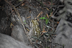 Rhinella limensis