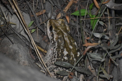 Rhinella limensis