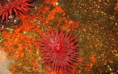 Actinia