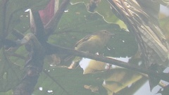 Vireo masteri