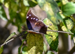 Memphis pithyusa