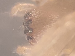 Cheiracanthium