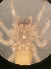 Cheiracanthium