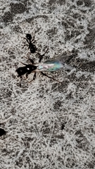 Myrmicinae
