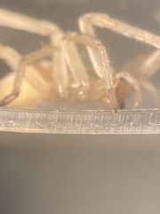 Cheiracanthium