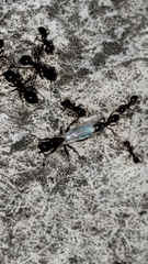 Myrmicinae