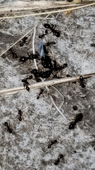 Myrmicinae