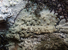 Pertusaria puffina