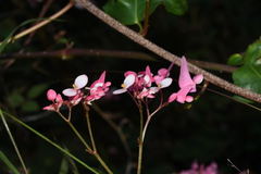 Begonia squarrosa