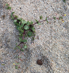 Erythranthe lagunensis