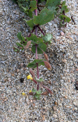 Erythranthe lagunensis