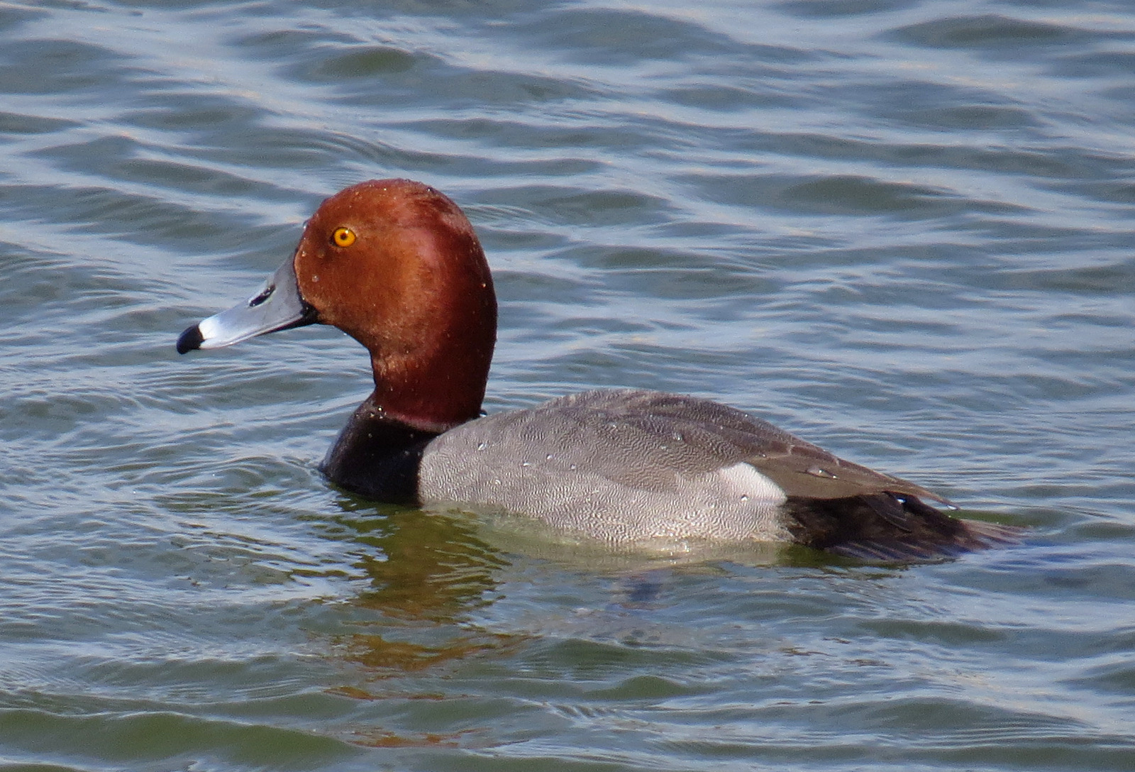 Redhead (Aythya americana)