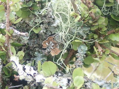Notoparmelia cunninghamii