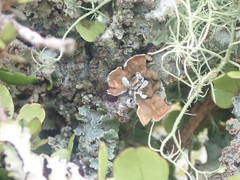 Notoparmelia cunninghamii