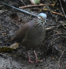 Zentrygon frenata bourcieri