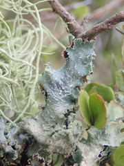 Notoparmelia cunninghamii