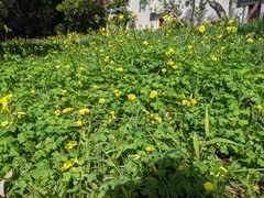 Oxalis pes-caprae