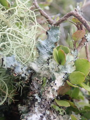 Notoparmelia cunninghamii